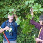 Sorbus avonensis - Leigh Woods (HJC) (1)