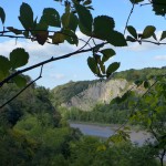 Sorbus avonensis - Leigh Woods (HJC)