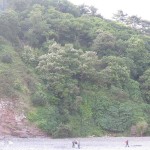 Sorbus subcuneata on cliffs - Minehead (ITS)