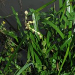 Sparganium emersum - Glastonbury (ITS)