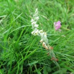 Spiranthes spiralis - Barford Park (ITS)