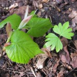 Tilia cordata - Priors Wood (GL)