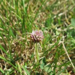 Trifolium fragiferum - Ilminster (ITS)