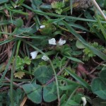 Trifolium subterraneum - Cannington Park (ITS)