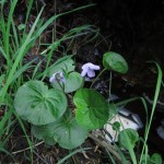 Viola palustris ssp palustris (ITS)