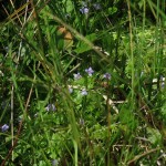 Wahlenbergia hederacea - Exmoor (ITS)