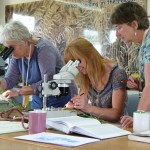 Willowherb Workshop 1 - Shapwick (SJP)