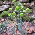 Euphorbia amygdaloides - Burrington Combe (GL)