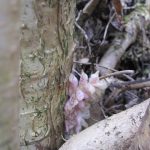 Lathraea squamaria (first shoots) - Burrington Combe (GL)