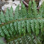 Polystrichum aculeatum - Burrington (CHS)