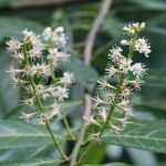 Prunus laurocerasus - Burrington (CHS)