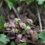 Sanicula europaea - Burrington (CHS)