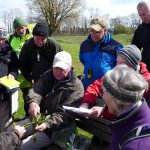 Studious Taraxacologists at Minehead (HJC)