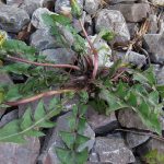 Taraxacum 'non-subbracteanum' - Staple Hill (ITS)