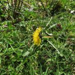 Taraxacum retzii - Quants (ITS)