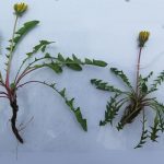 Taraxacum rubicundum - Sand Point (ITS)