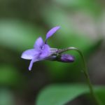 Viola reichenbachiana - Burrington (CHS)