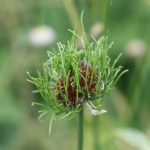 Allium vineale - Fairfield Estate (CHS)