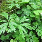 Anemone nemorosa and Oxalis acetosella growing together - Wambrook (GL)
