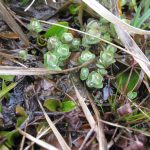 Hypericum elodes - Wambrook (GL)