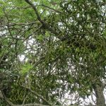 Viscum album - Claverham (GL)