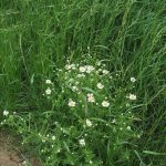 Anthemis cotula - Fairfield Estate (ITS)