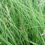 Carex acutiformis - Fairfield Estate (GL)