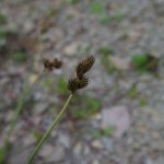 Carex leporina - Clatworthy (ITS)
