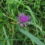 Centaurea nigra - Fairfield Estate (ITS)
