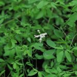 Ceratocapnos claviculata - Durborough (ITS)