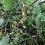 Crassula helmsii - Clatworthy (ITS)