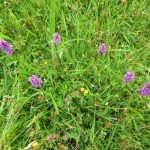 Dactylorhiza praetermissa and Rhinanthus minor - Durborough (RFitzG)