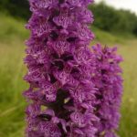 Dactylorhiza x grandis - Durborough (CLo)