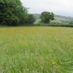 Leontodon hispidus (field) - Durborough (RFitzG)