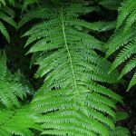 Oreopteris limbosperma - Durborough (ITS)