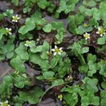 Ranunculus hederaceus - Durborough (ITS)