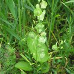 Thlaspi arvense - Fairfield Estate (GL)