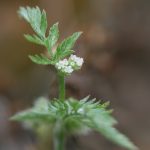 Torilis nodosa - Fairfield Estate (CHS)