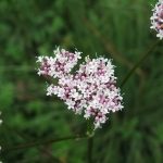 Valeriana officinalis - Clatworthy (ITS)