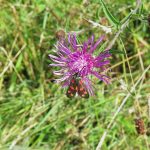 Centaurea nigra - Brent Knoll ST3450 (ITS)