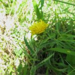 Picris hieracioides - Brent Knoll ST3351 (ITS)