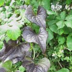 Tamus communis - Brent Knoll ST3350 (ITS)