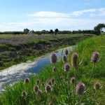 Teasels by Brent Broad Rhyne, Brent Knoll (HJC)