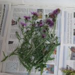 centaurea-nigra-daisy-workshop-its