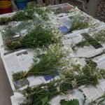 daisy-workshop-2-its