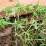 euphorbia-exigua-waterrow-gl