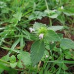 galeopsis-bifida-bovey-bottom-st0424-its