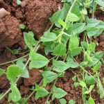 kickxia-elatine-waterrow-gl