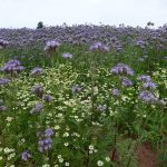 phacelia-tanacetifolia-north-petherton-hjc