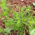 spergula-arvensis-waterrow-gl